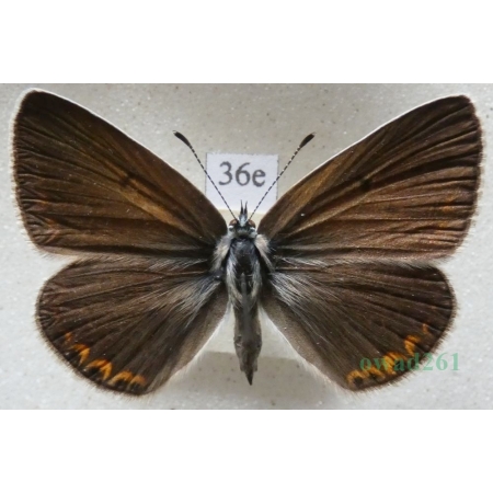 Polyommatus amandus (Schneider, 1792) female Modraszek amandus Poland36e